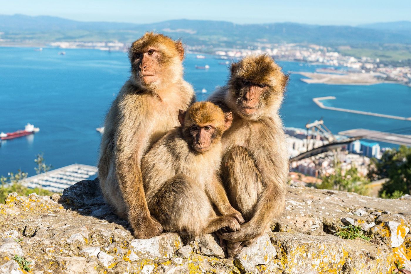 Macaques de Barbarie