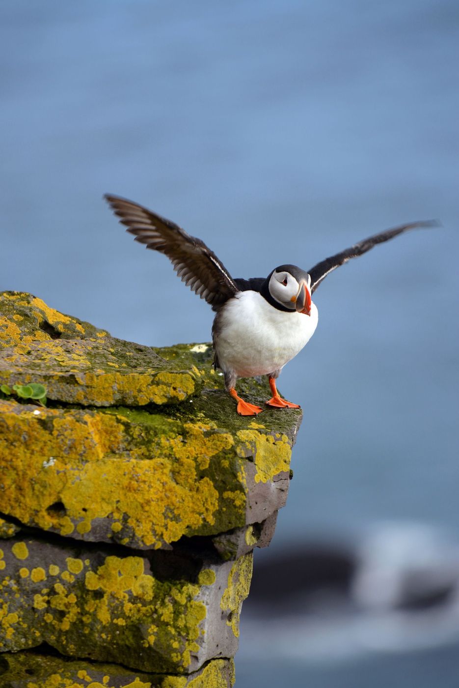Islande Falaises de Latrabjarg Macareux