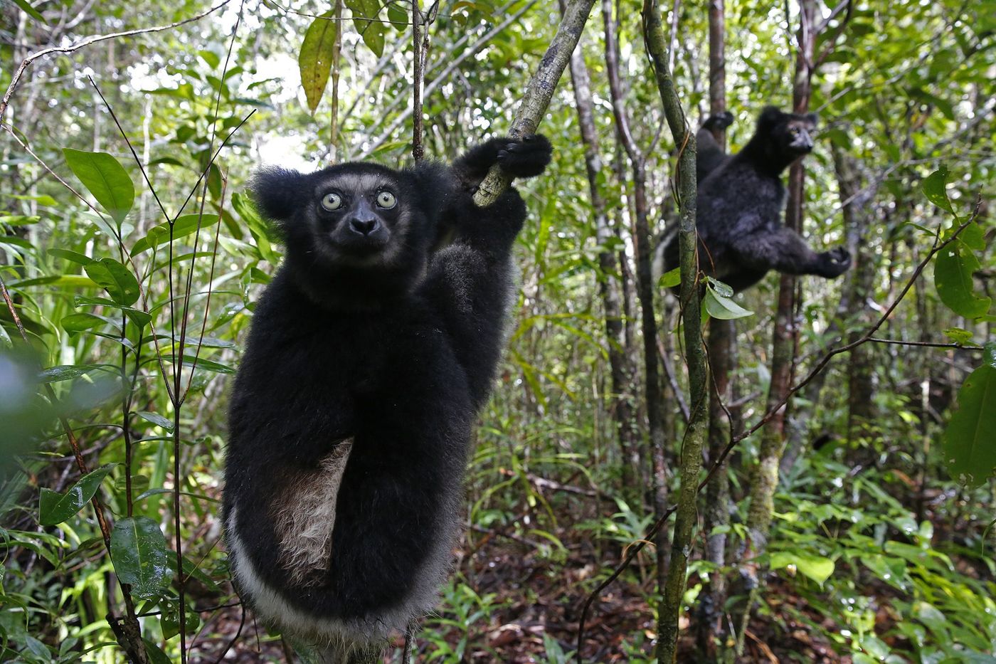 Madagascar Lémuriens