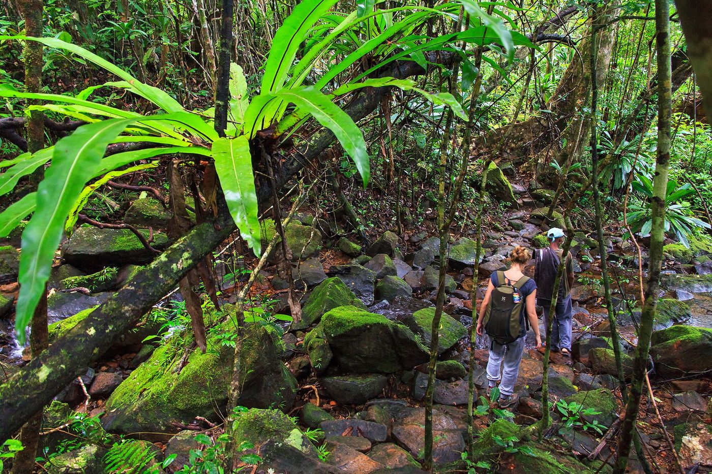 Madagascar Forêt du Parc de Masoala