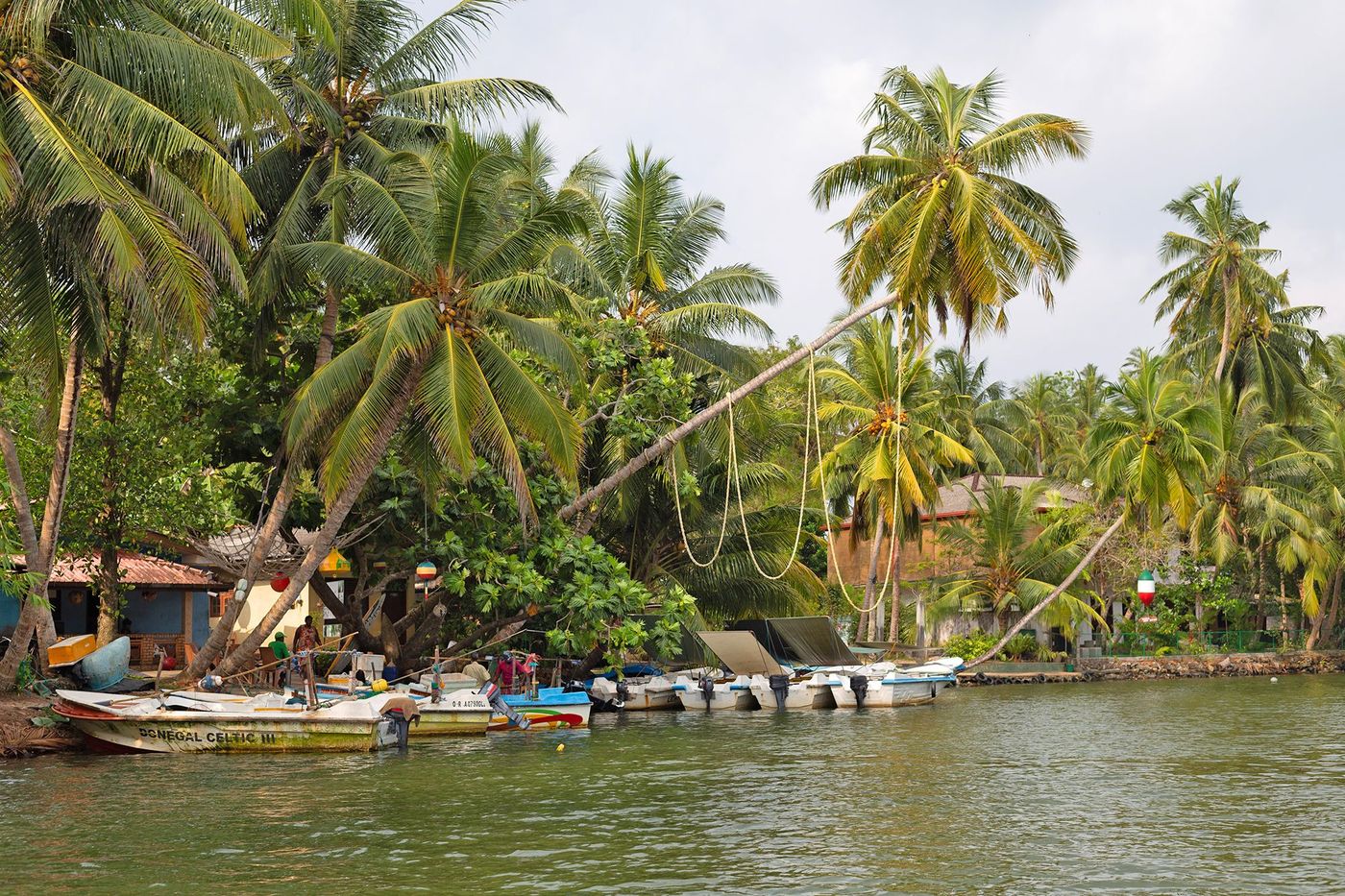 Madu Ganga