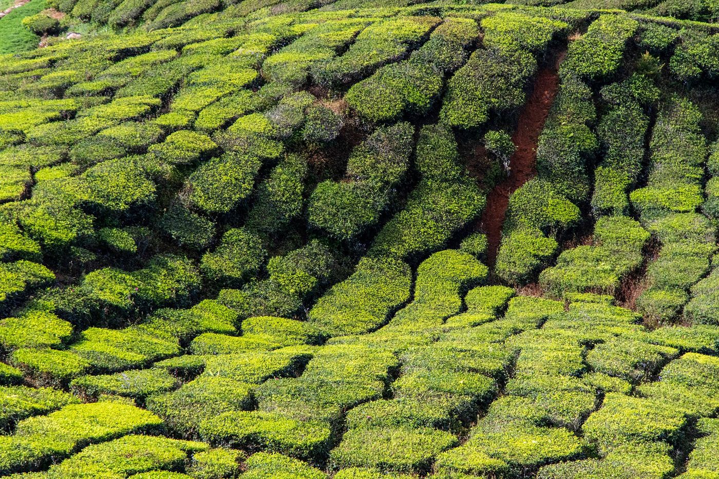 Malaisie Cameron Highlands