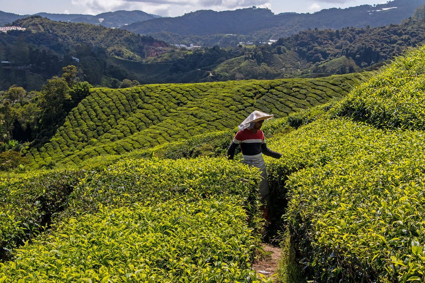 Malaisie Cameron Highlands