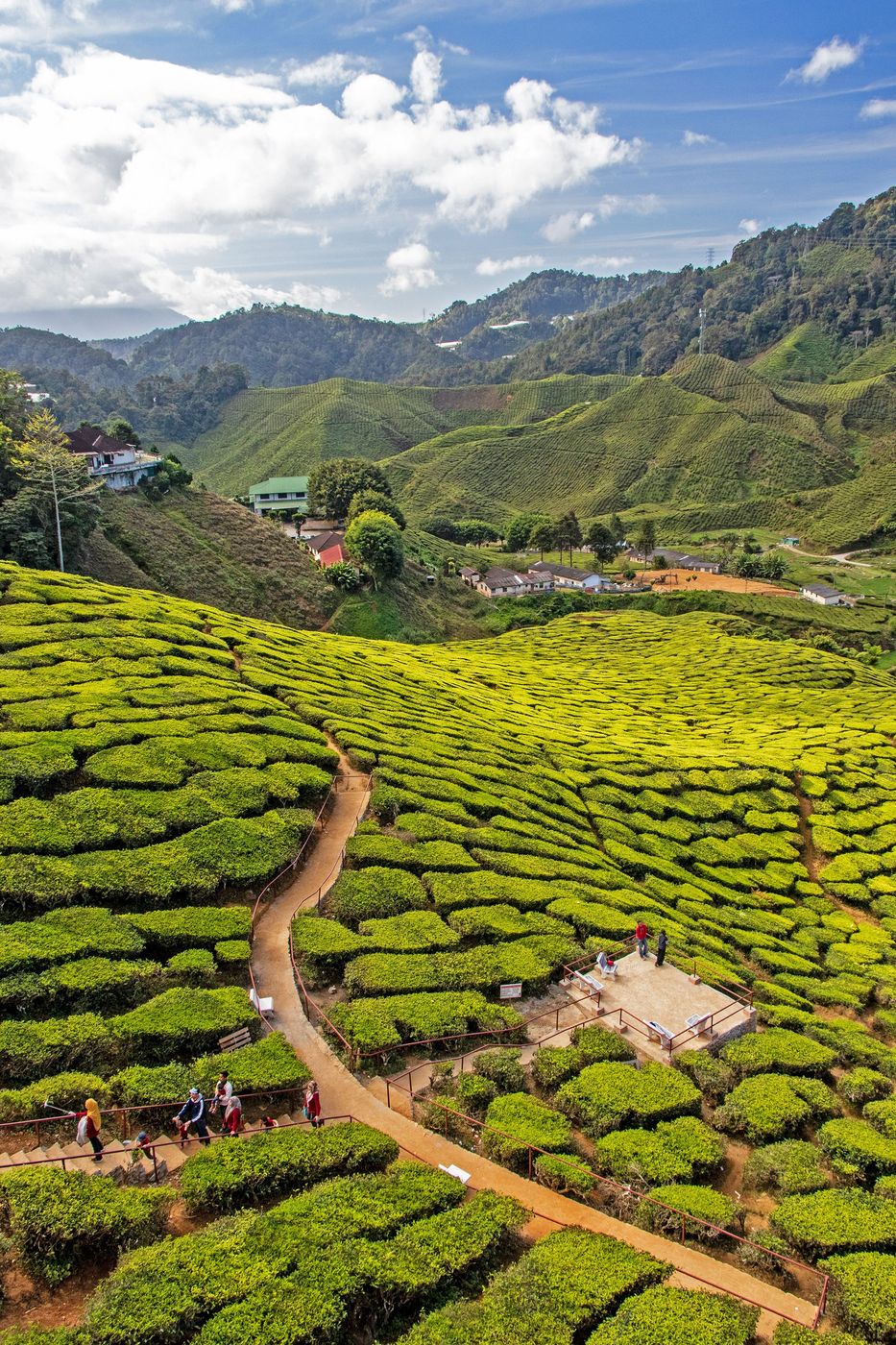 Malaisie Cameron Highlands
