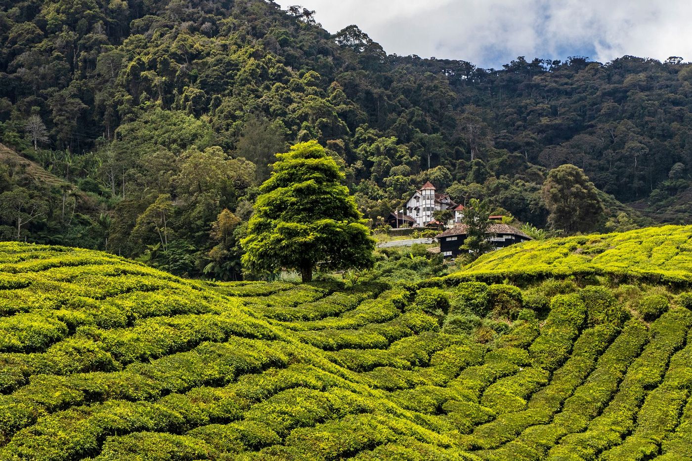 Malaisie Cameron Highlands