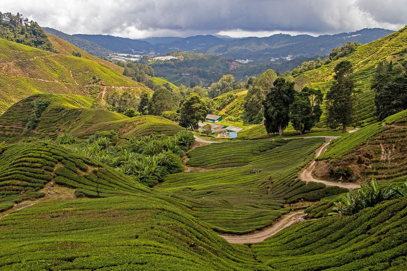 Malaisie Cameron Highlands