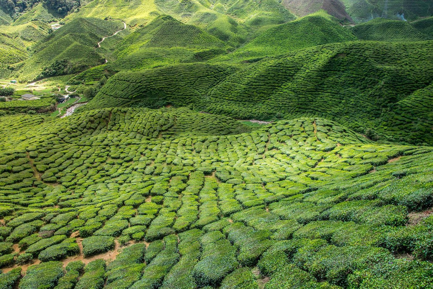Malaisie Cameron Highlands