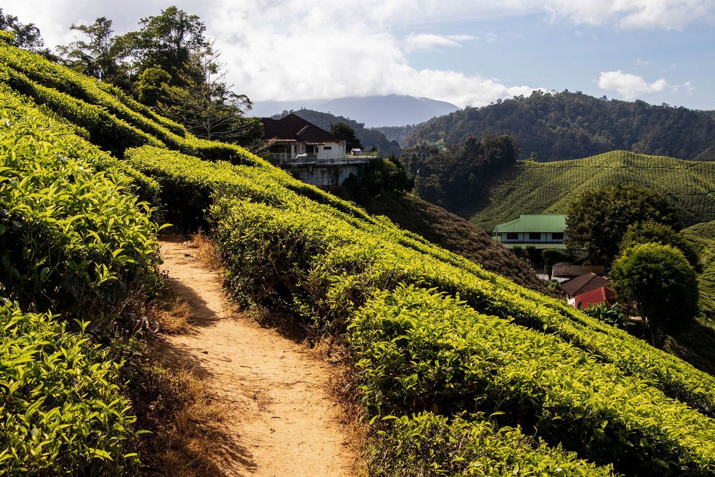Malaisie Cameron Highlands