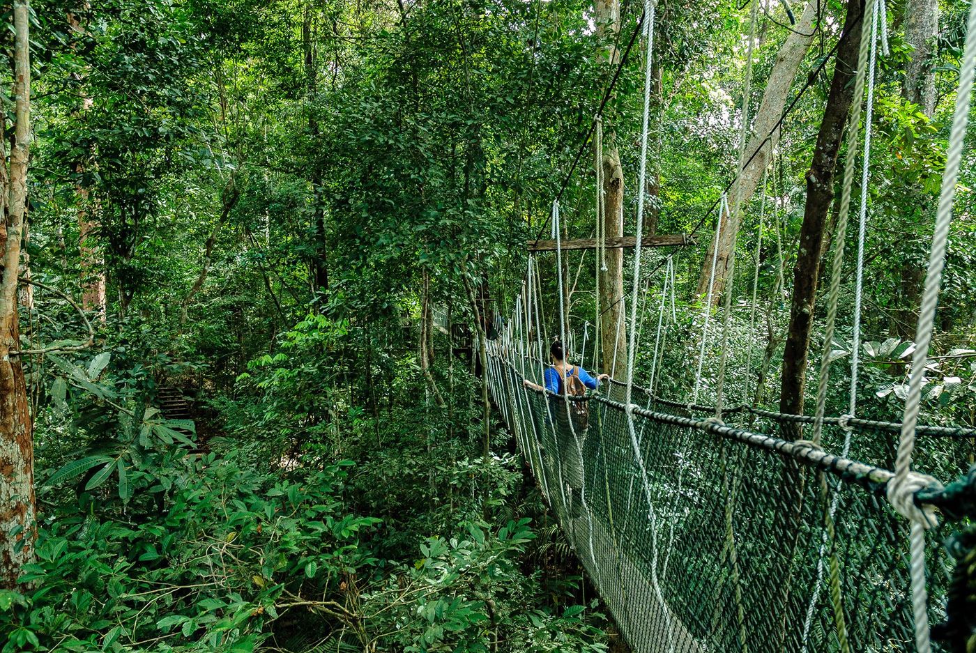 Malaisie Taman Negara