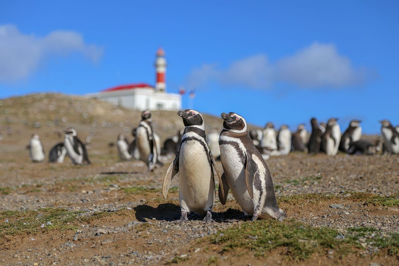 Manchots de Magellan