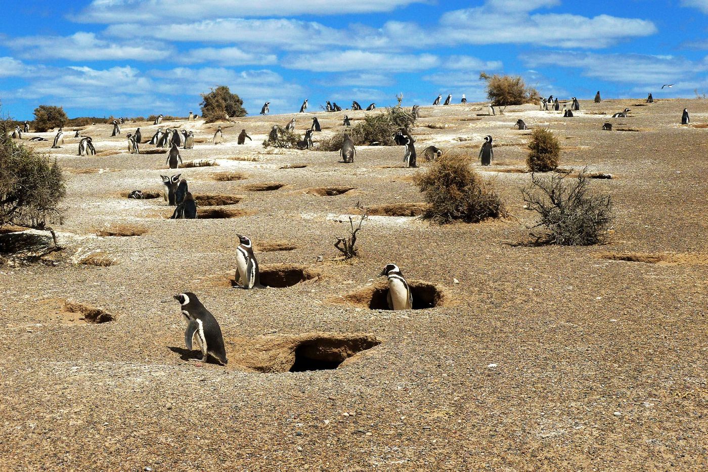Manchots Où animaux Argentine