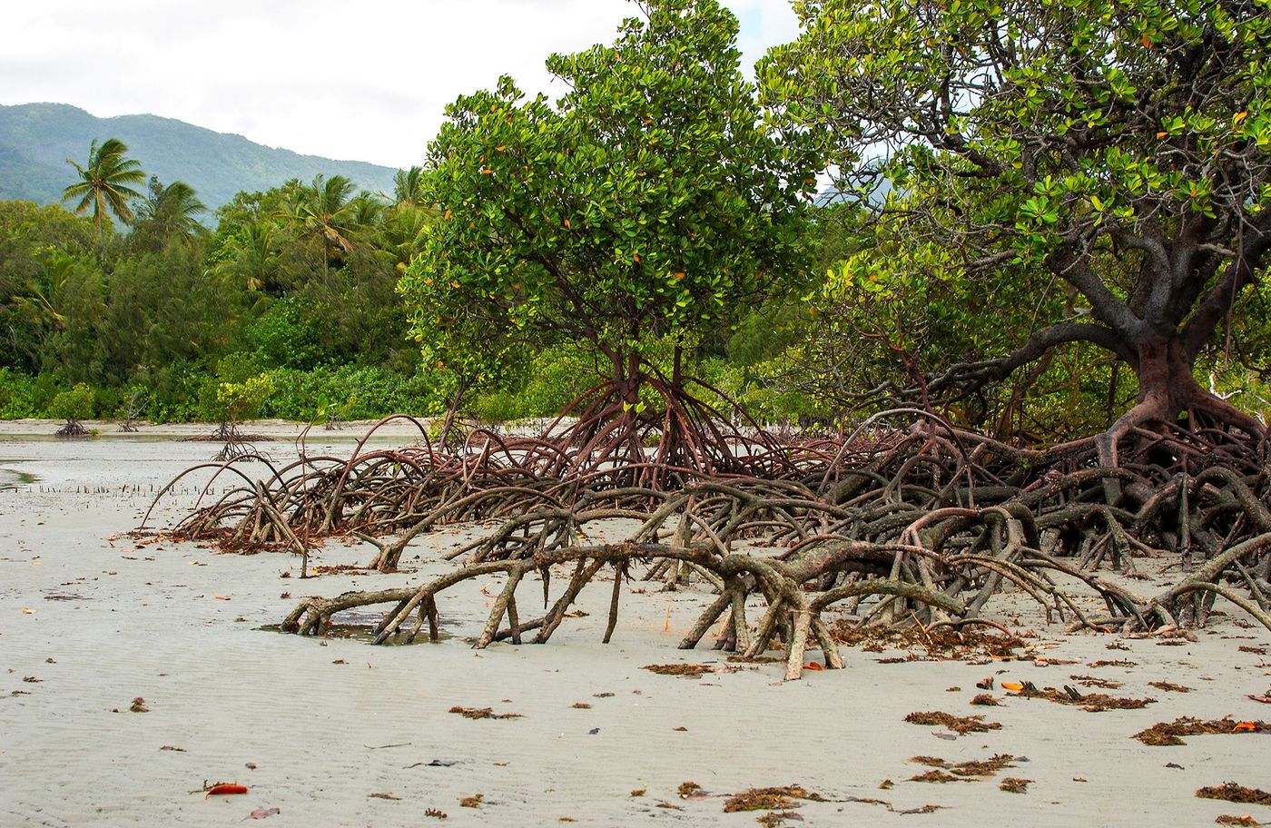 Mangrove - Cape Tribulation