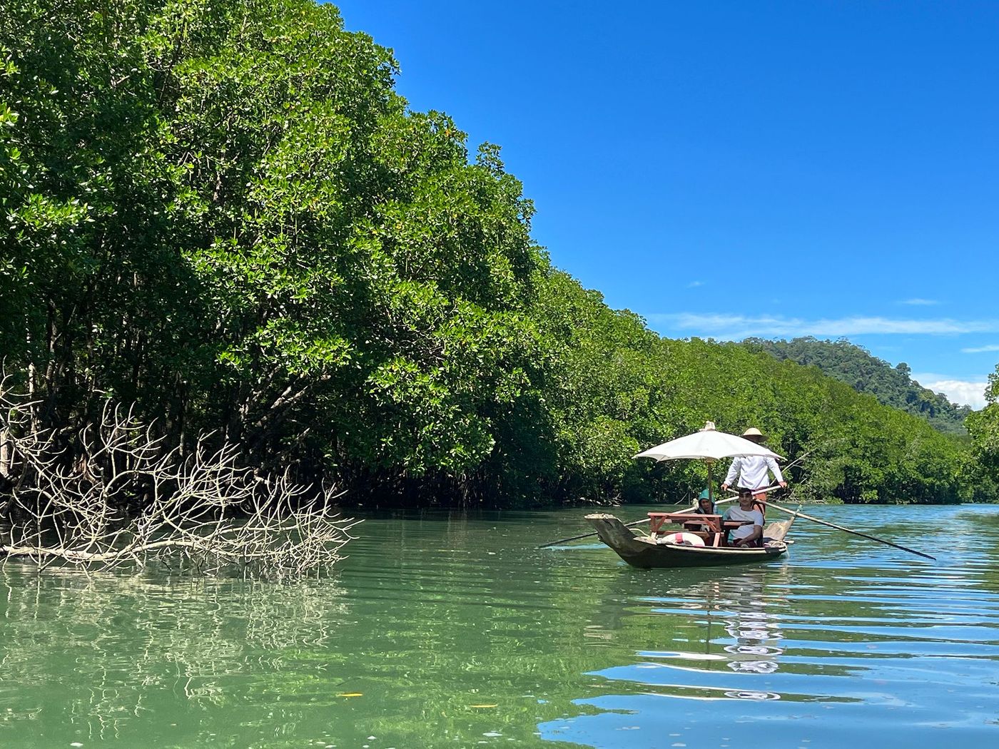 Kayak sur mangrove