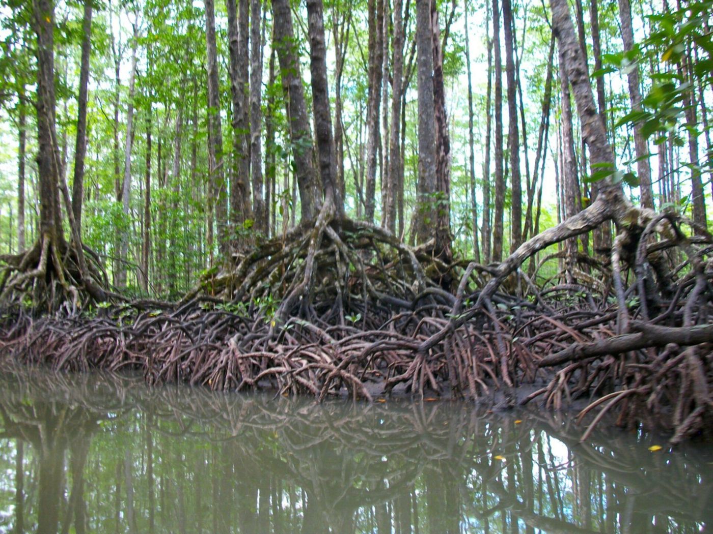 Mangrove River à Sabang