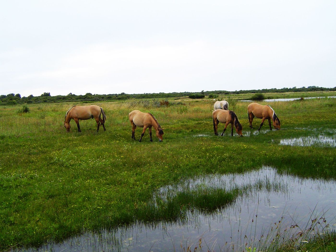 Marais Crotoy Somme