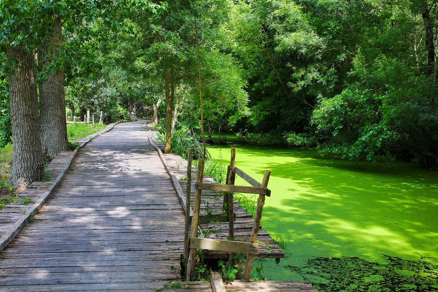 Marais poitevin