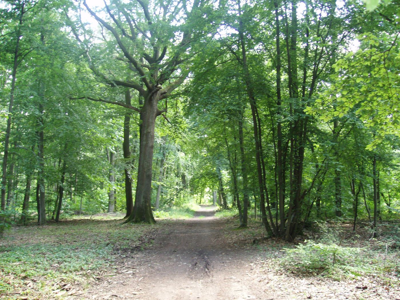 France Forêt de Marly