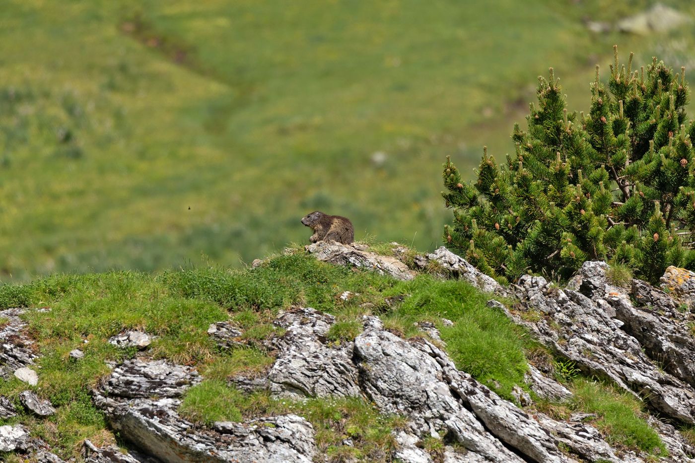 Marmotte