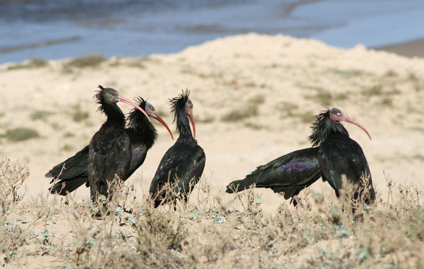 Maroc Parc de Souss Massa Ibis chauves