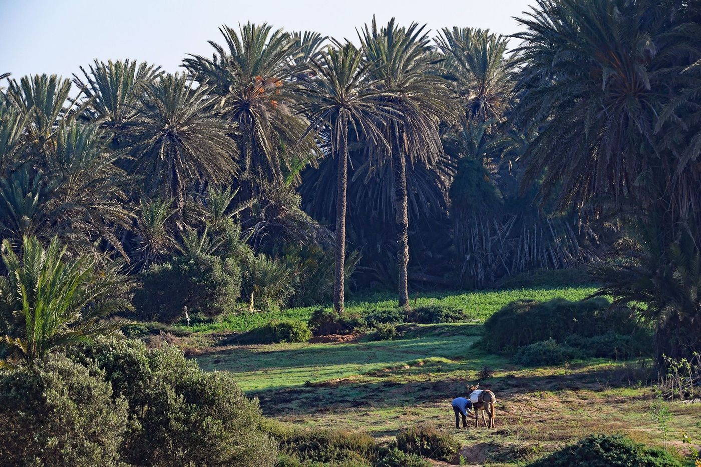 Maroc Parc de Souss Massa Palmeraie
