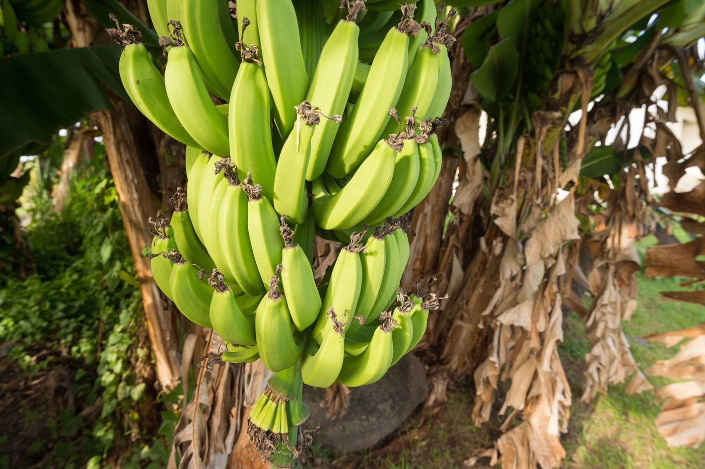 Martinique Banane
