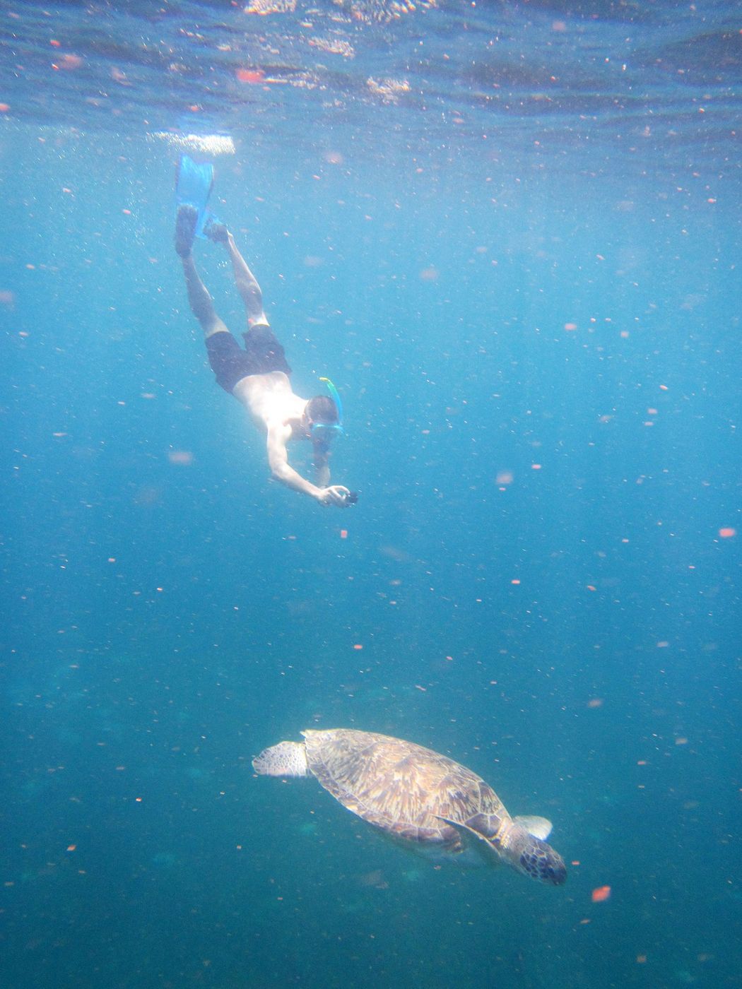 Martinique Tortue