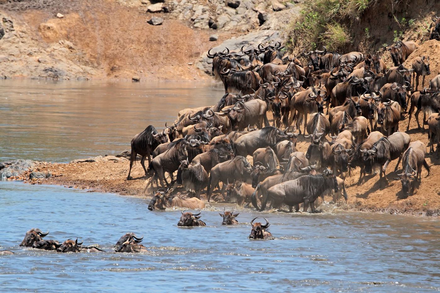 Masai Mara Parc Kenya