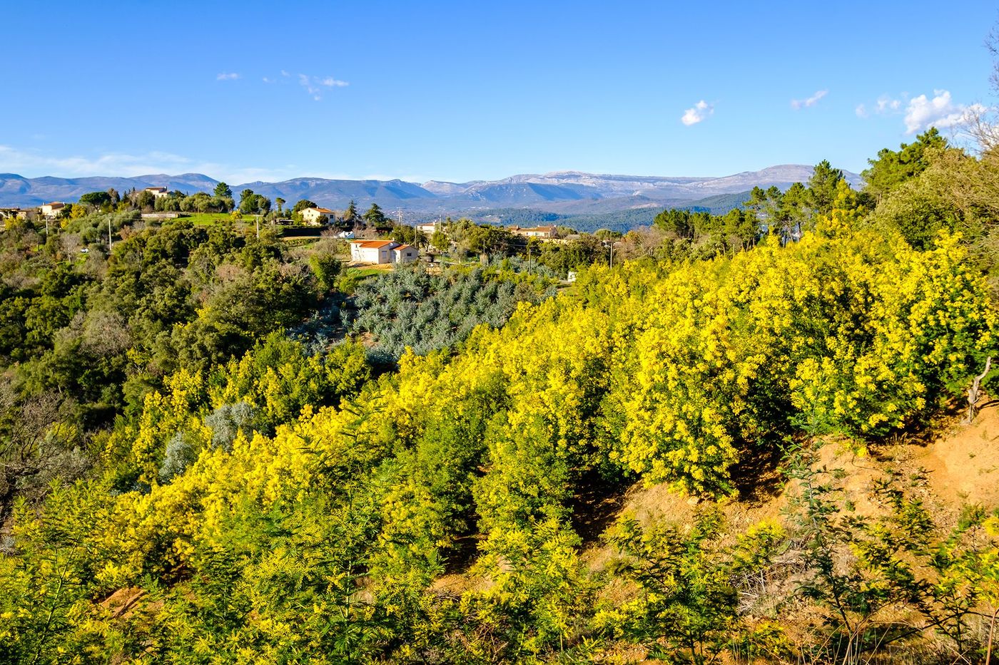 Massif de Tanneron