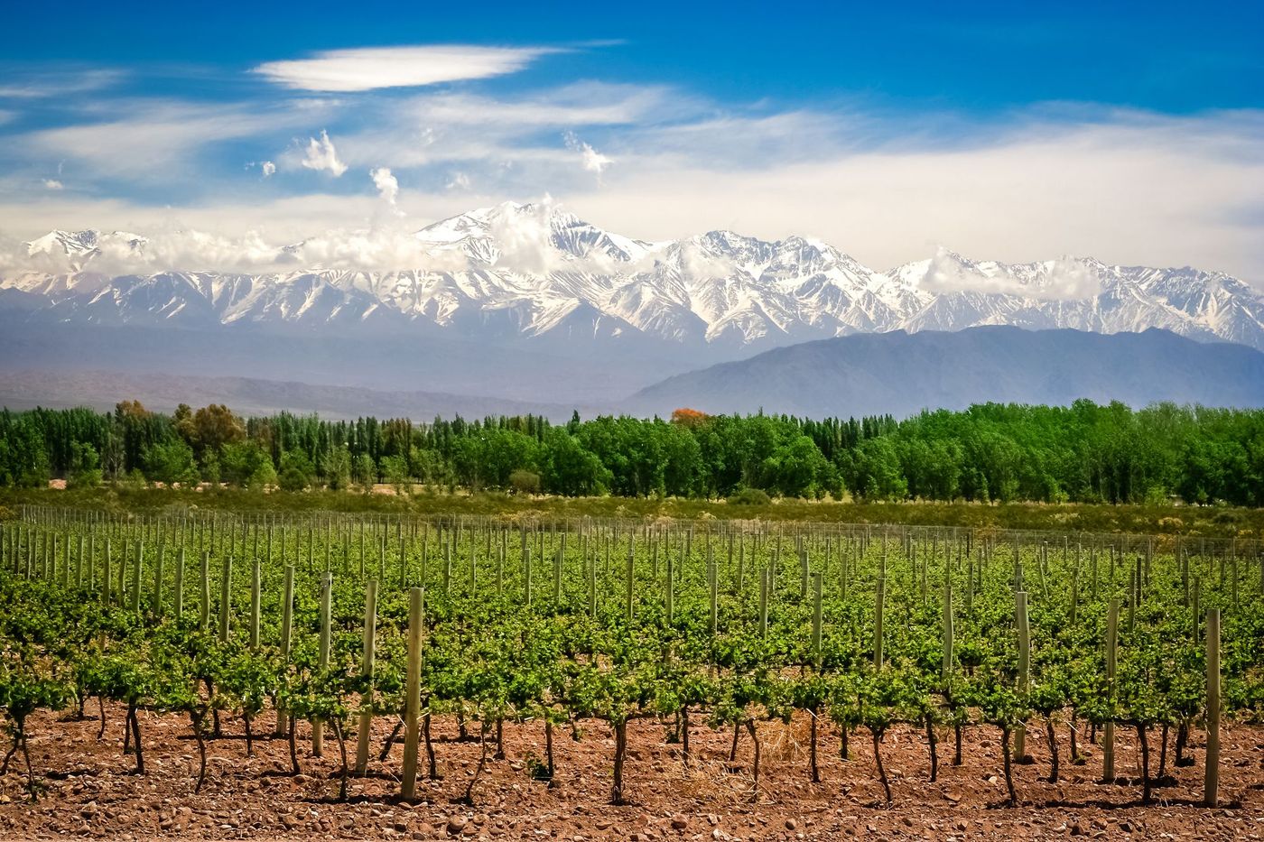 Mendoza Vignes Argentine