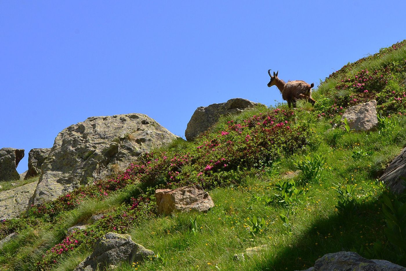 Mercantour Chamois