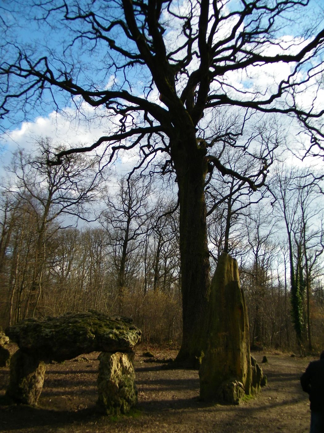 France Forêt de Meudon Chêne des Missions