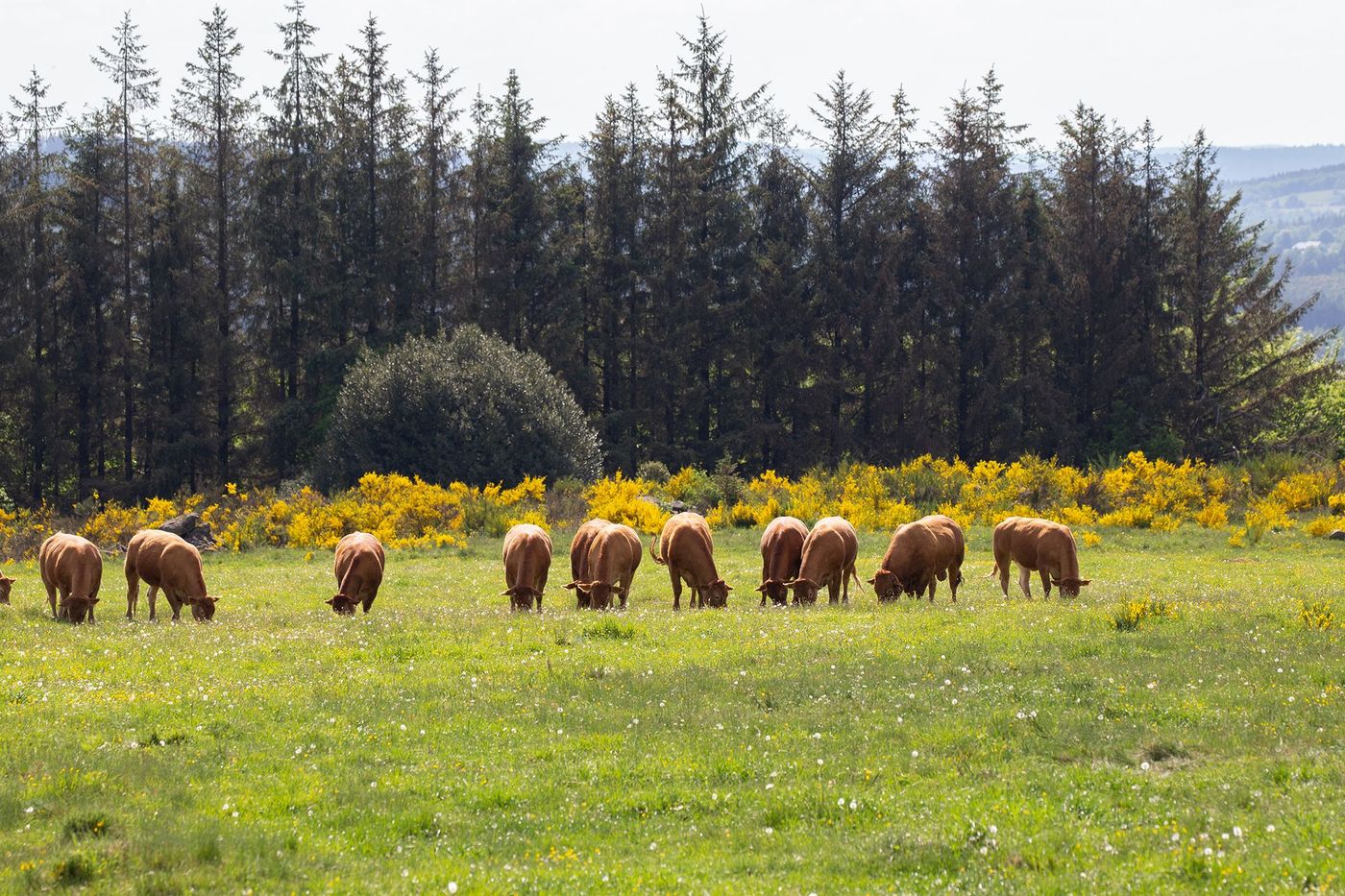 Millevaches - Vaches Limousines