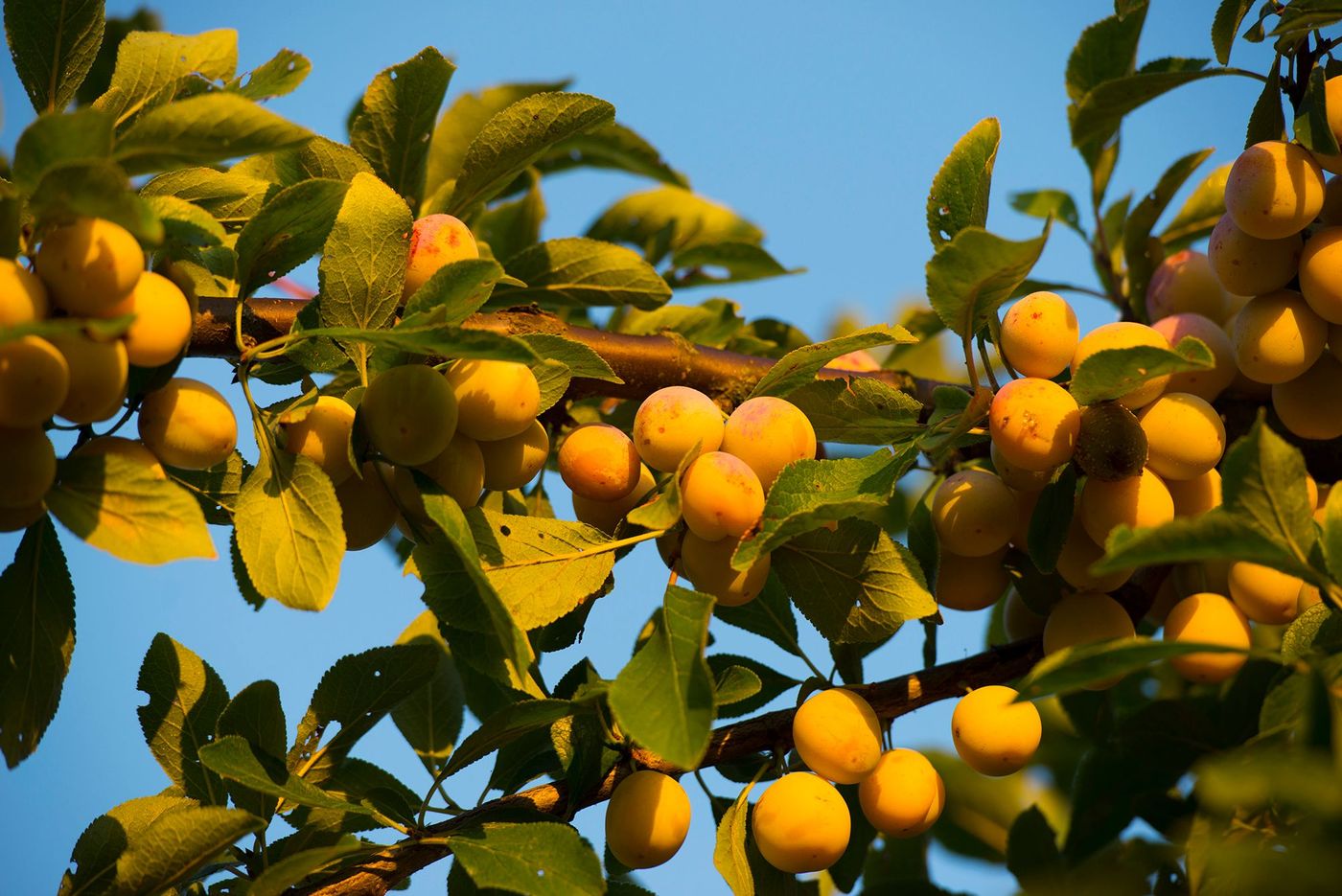 Mirabelles - Côtes de Meuse 
