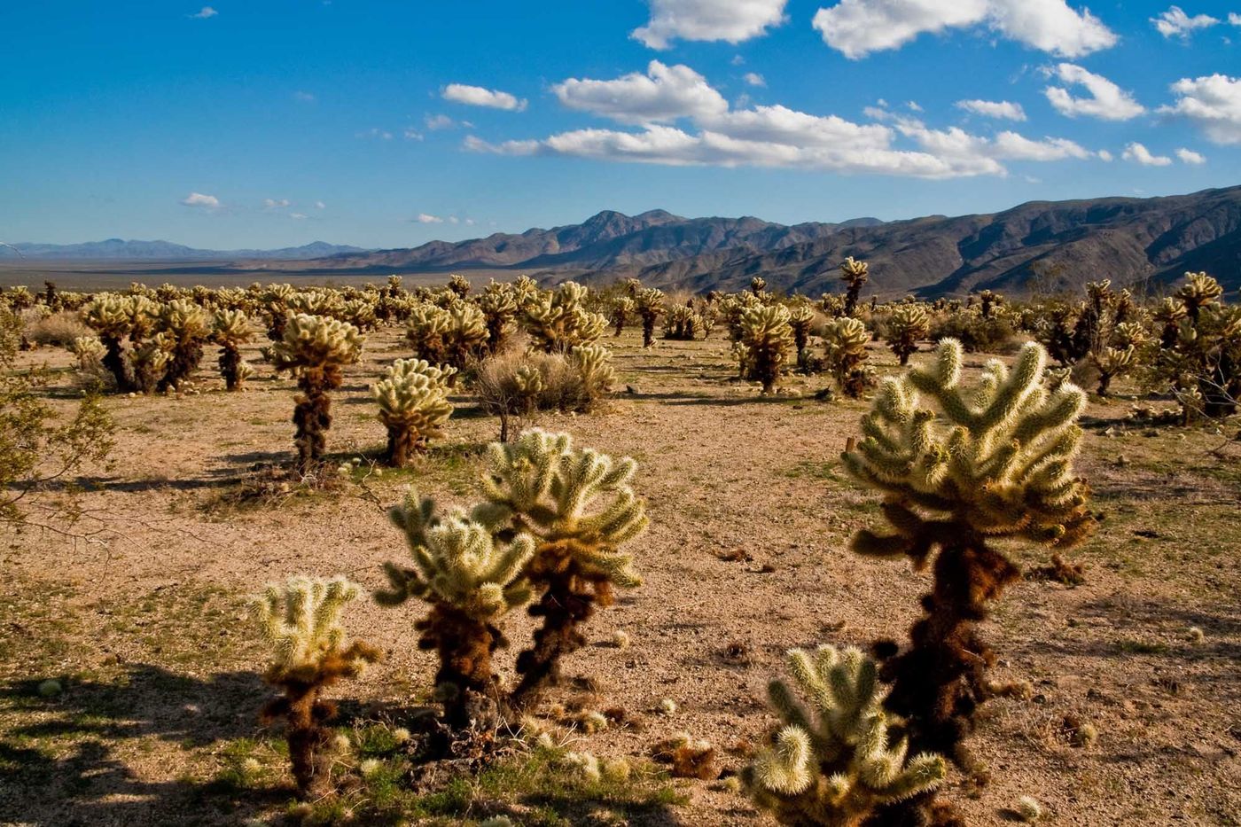 Mojave Desert Etats Unis