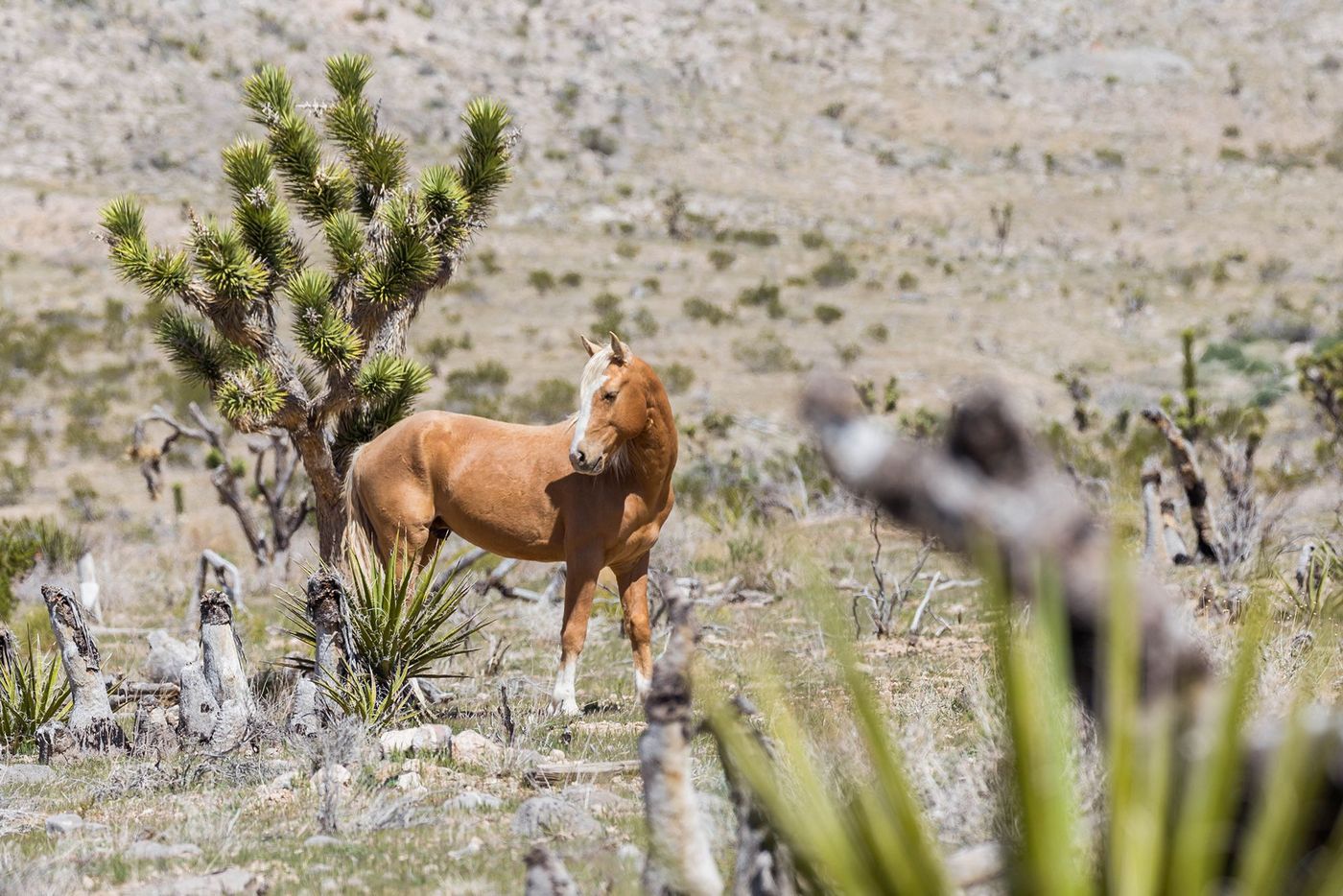 Désert de Mojave Mustang