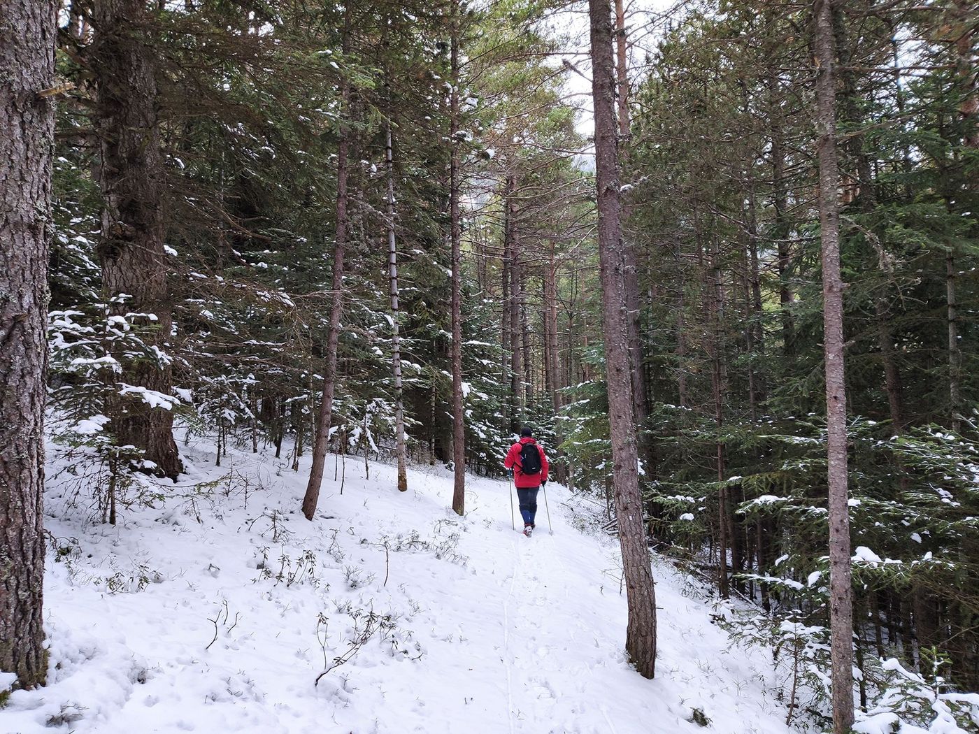 Promenade en forêt