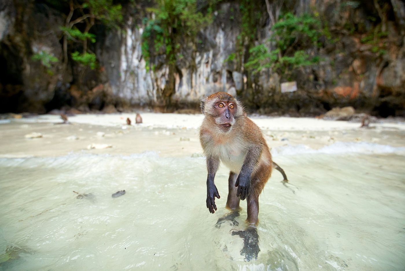 Monkey Beach - Ko Phi Phi
