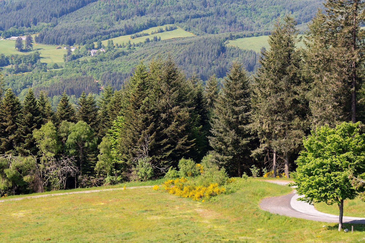 Mont Bessou - forêts de résineux