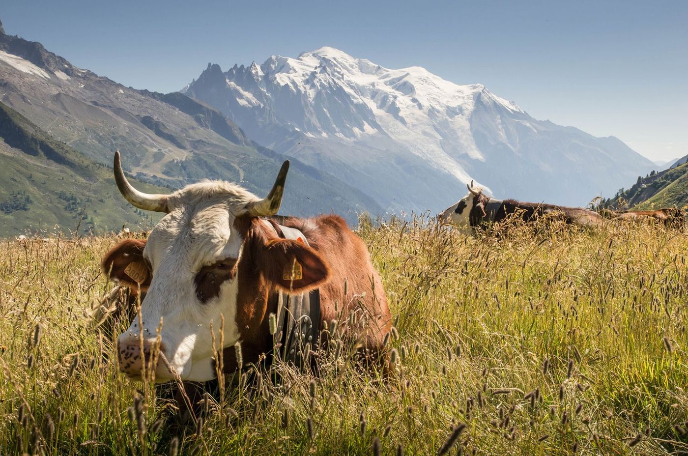 France Mont-Blanc