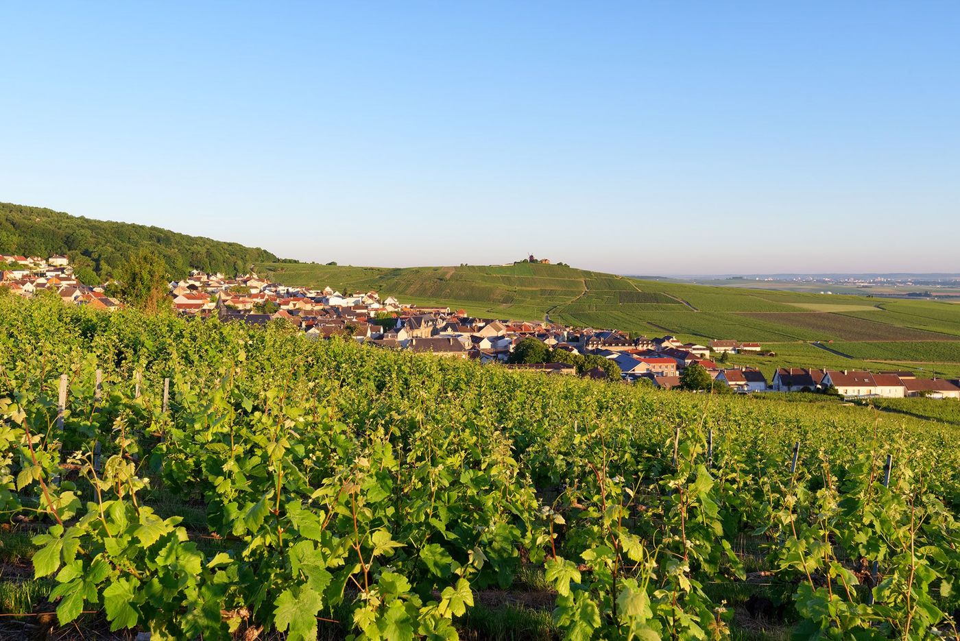 Montagne de Reims