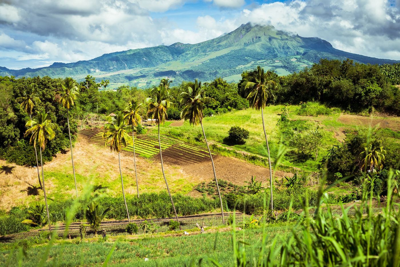 Montagne Pelée Volcan Martinique