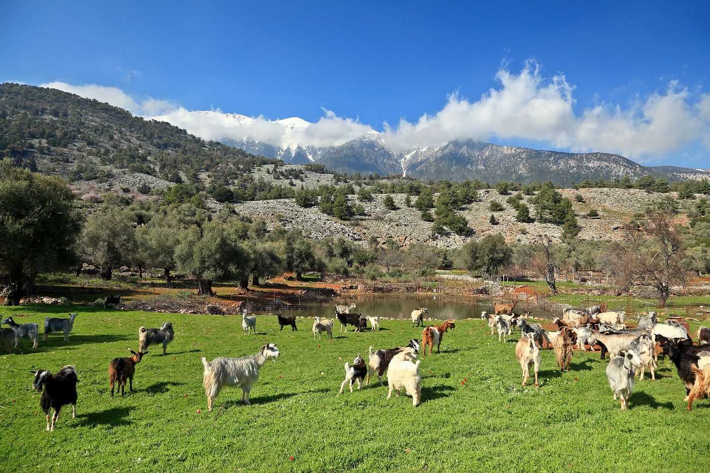 Montagnes Blanches