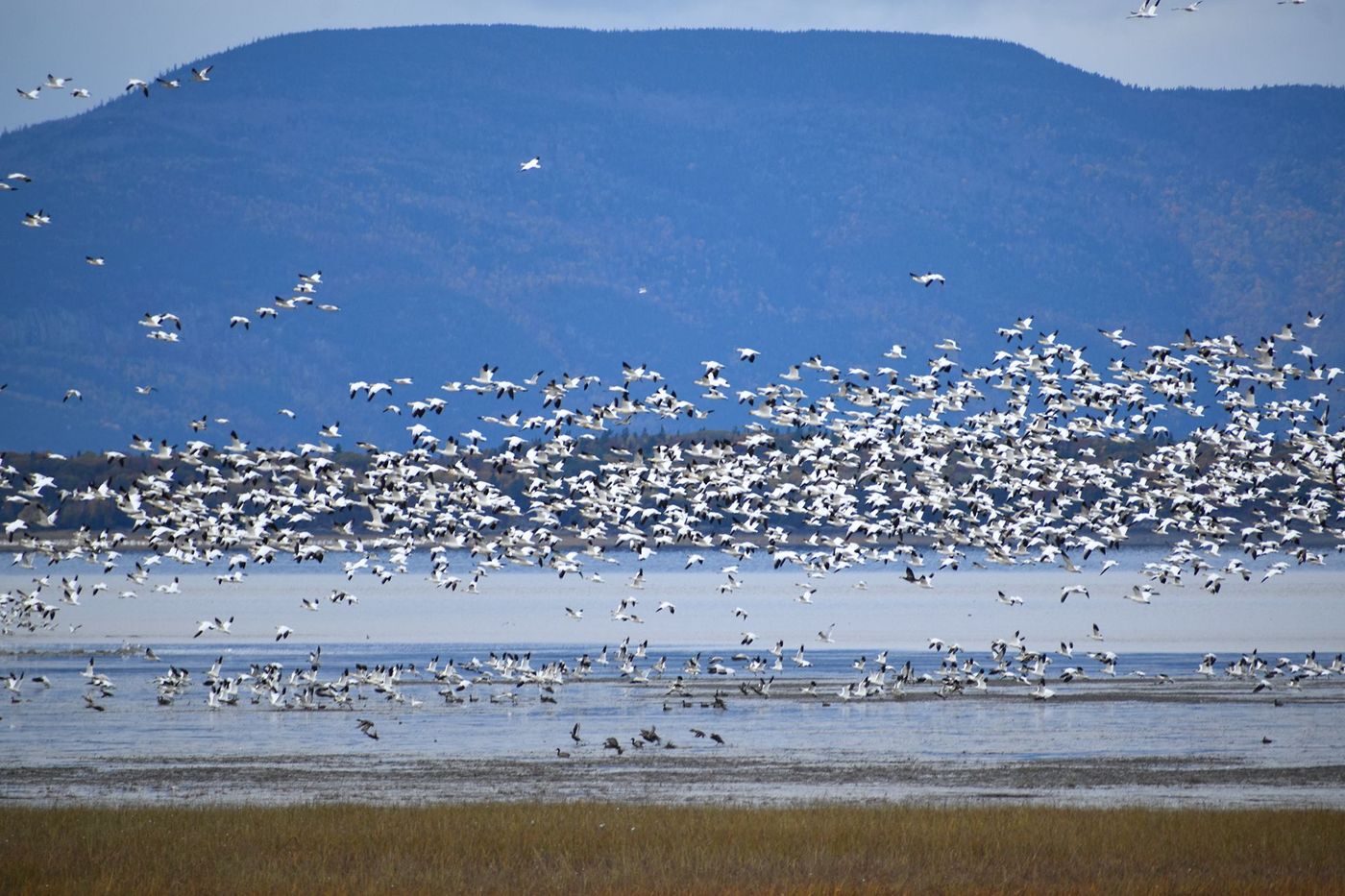 Oies des neiges - Montmagny