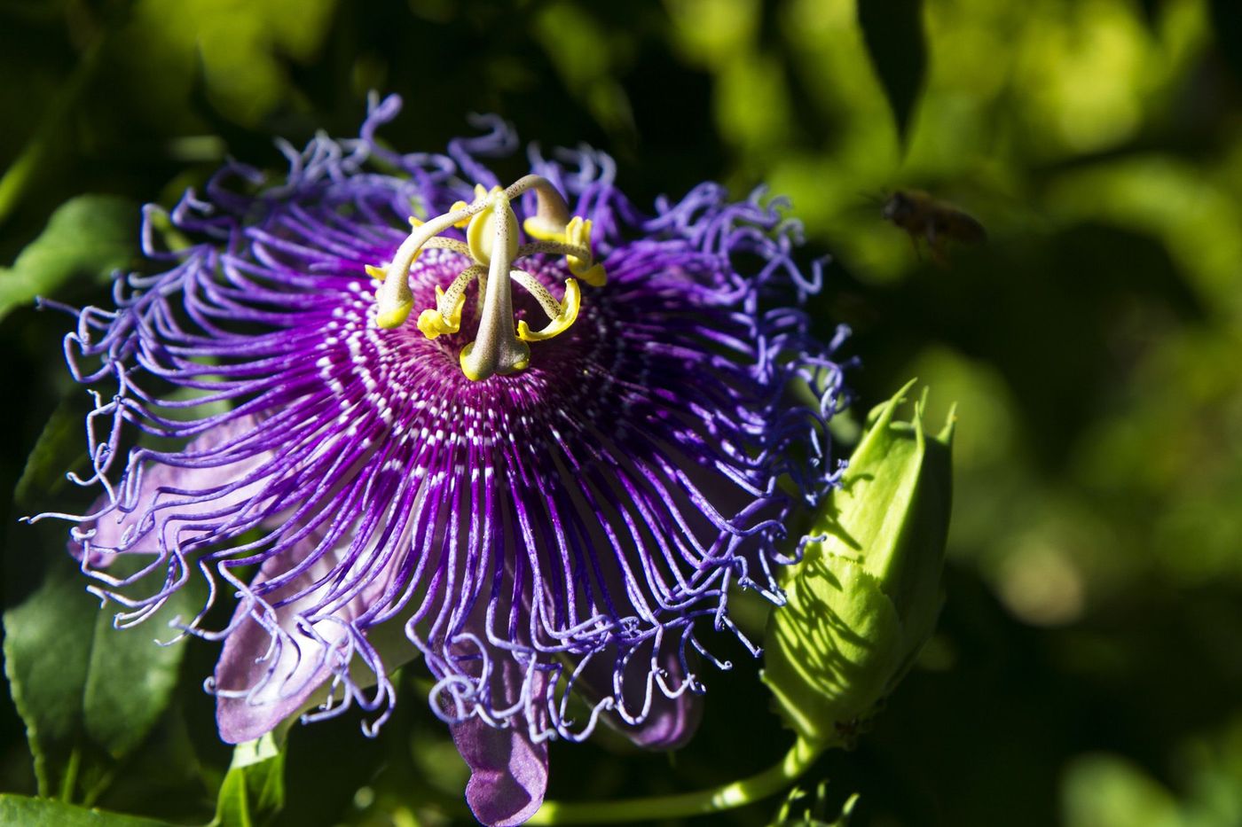 Mortella Jardin Ischia
