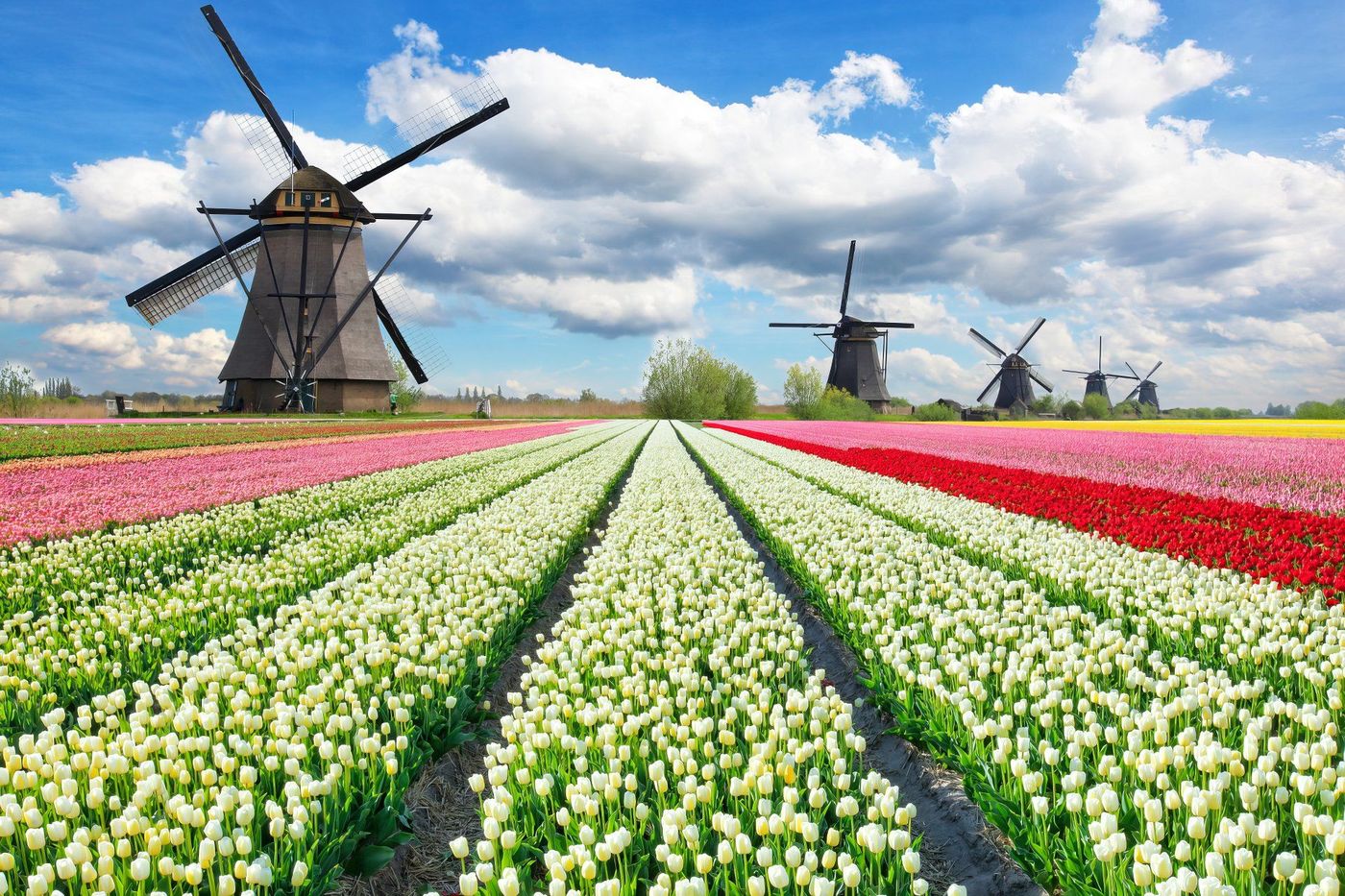 Pays-Bas Moulins Tulipes