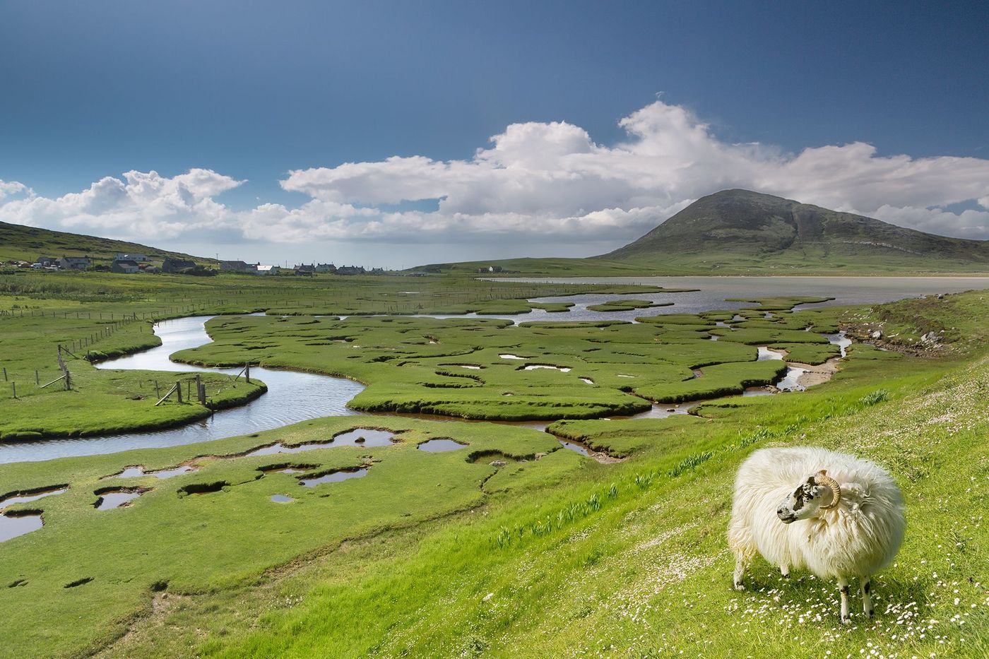 Mouton d'Harris
