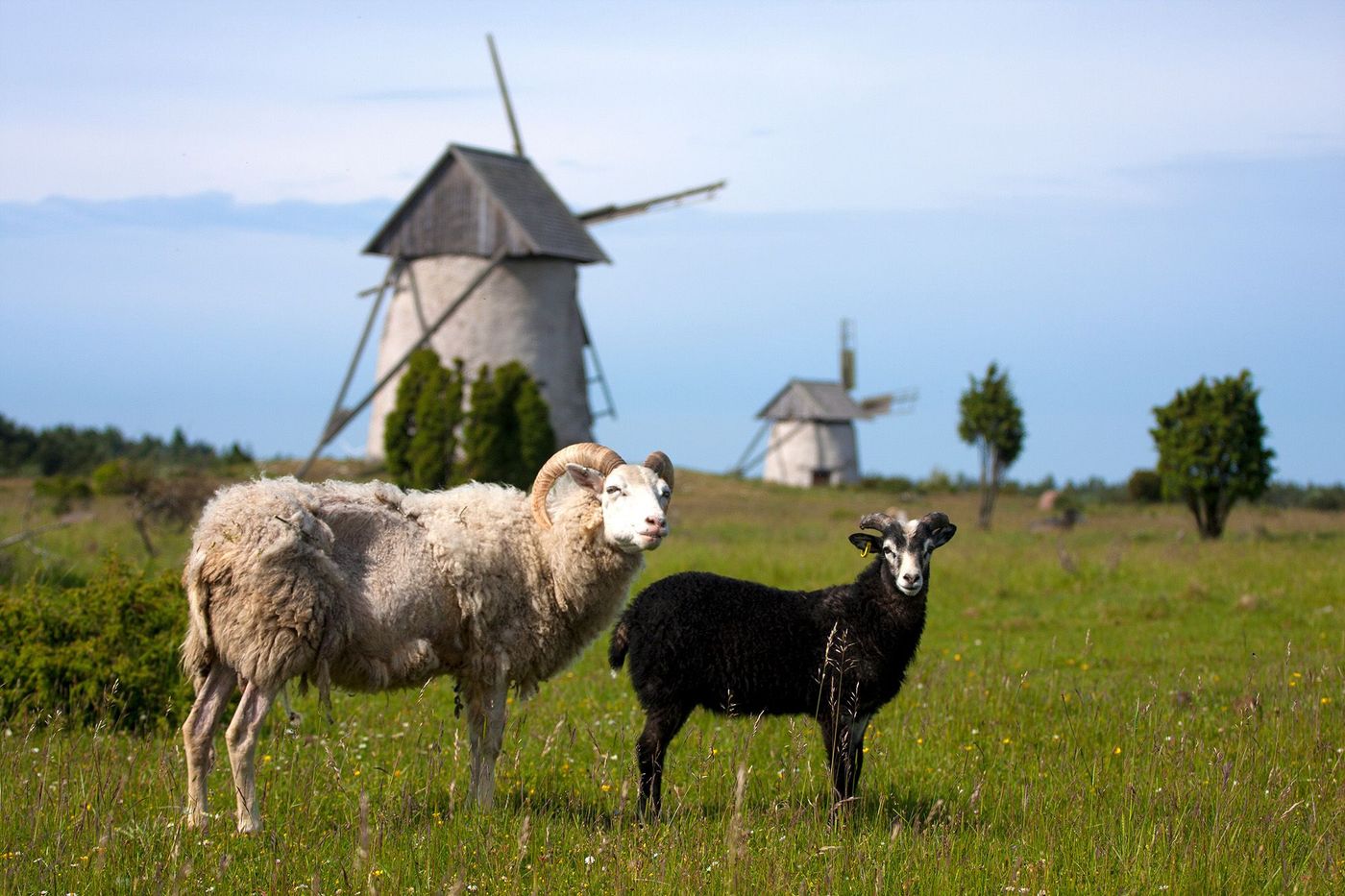 Moutons de Gotland