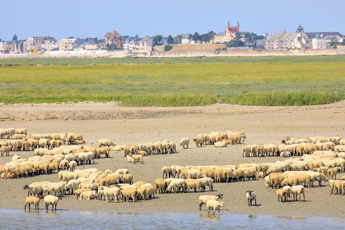 Moutons de prés salés dans la baie de Somme