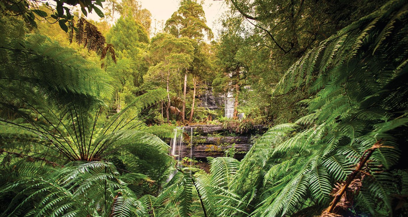 Mt Field National Park - Russel falls