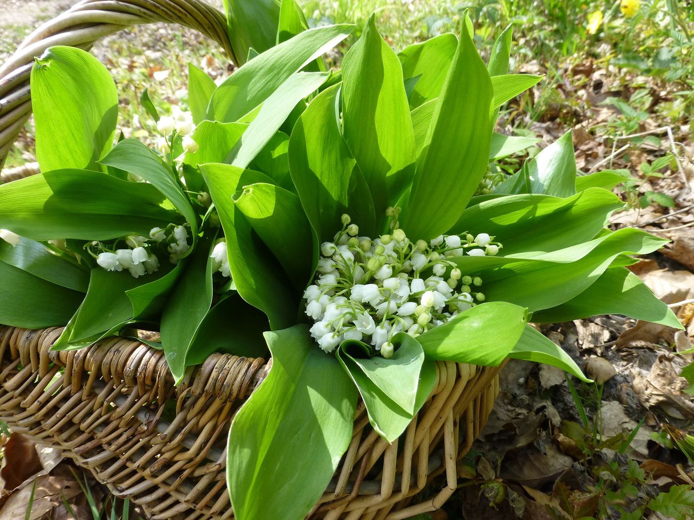 Muguet